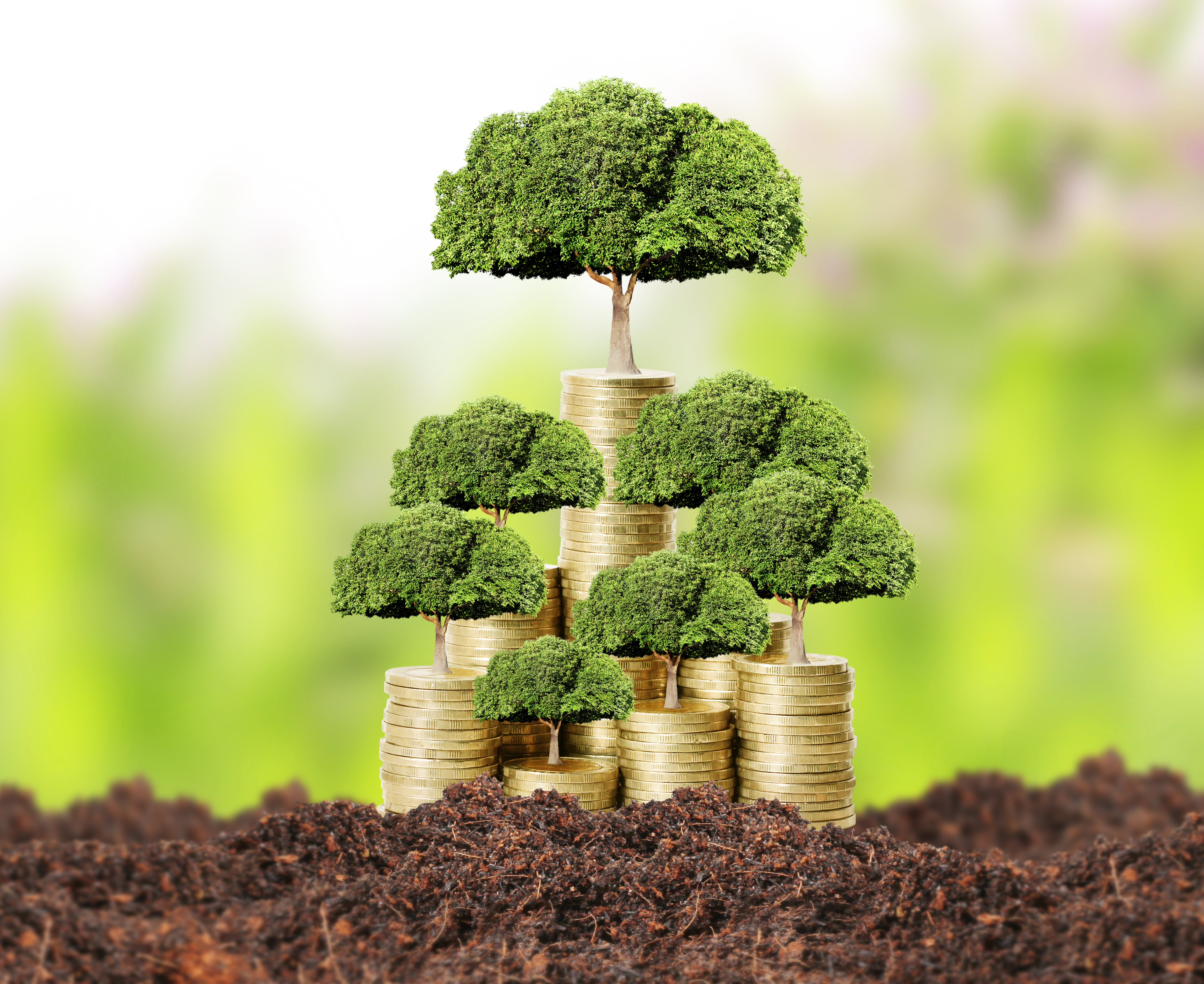 Money Tree